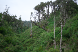 Estudio de Campo